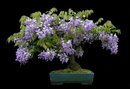 Wisteria Sinensis Bonsai